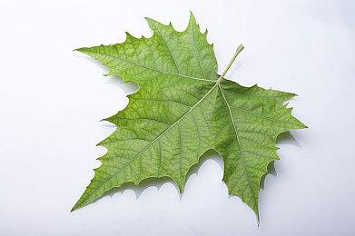 海上狼人杀《恐惧饥饿》更新路线图：船只自订功能等